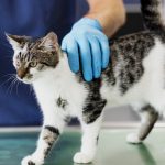 ¿Con qué frecuencia tienes que llevar a tu gato al veterinario?