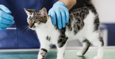 ¿Con qué frecuencia tienes que llevar a tu gato al veterinario?