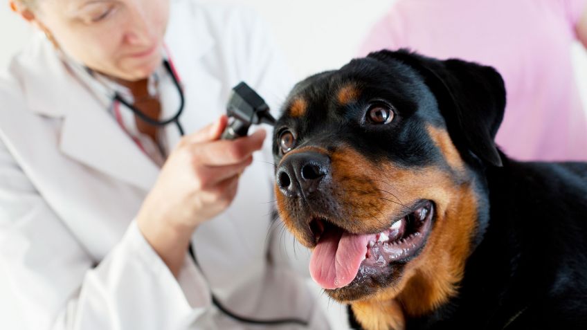 consultar al veterinario