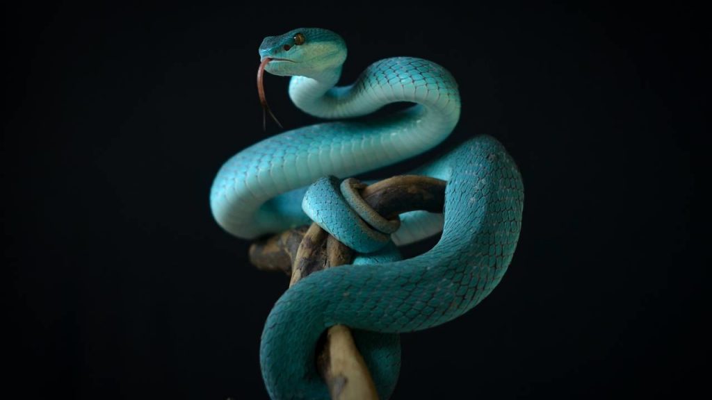 Cómo mantener a tu serpiente mascota segura en casa