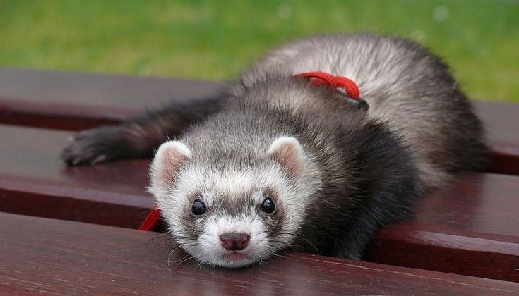 voy a tener un animal exótico ¿que tengo que saber?