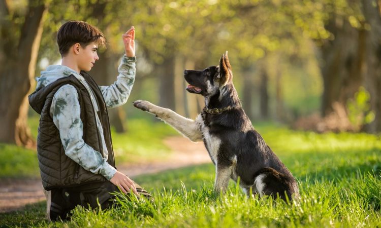 adiestra de perros