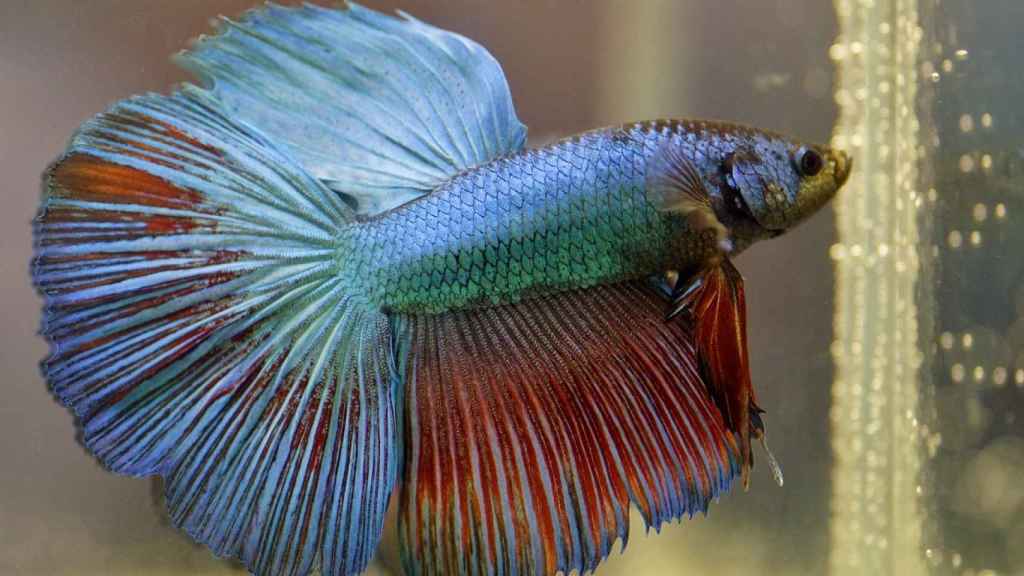 Controla la temperatura del agua del pez betta