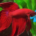 Los secretos del bienestar de los peces Betta