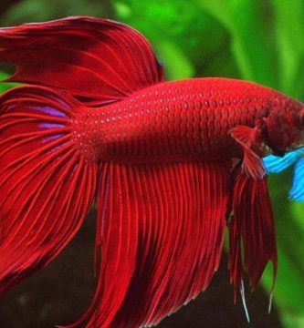 Los secretos del bienestar de los peces Betta