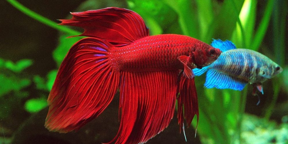 Los secretos del bienestar de los peces Betta