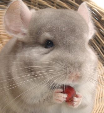 cuantas veces llevar mi chinchilla al veterinario