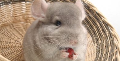 cuantas veces llevar mi chinchilla al veterinario