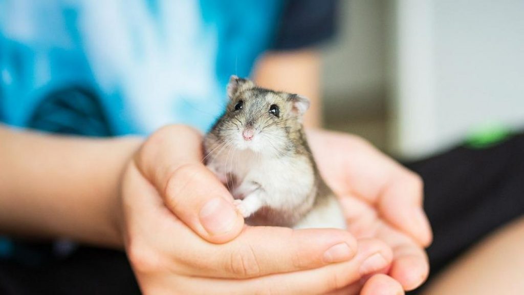como evitar enfermedades en hamsters