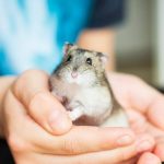 como evitar enfermedades en hamsters
