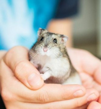 como evitar enfermedades en hamsters