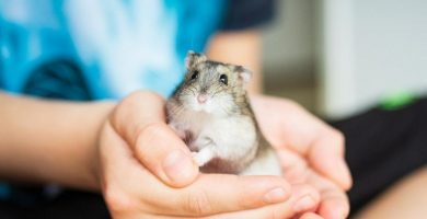 como evitar enfermedades en hamsters