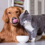 ¿Por qué es importante la esterilización y castración en gatos y perros?