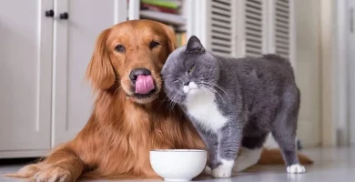¿Por qué es importante la esterilización y castración en gatos y perros?