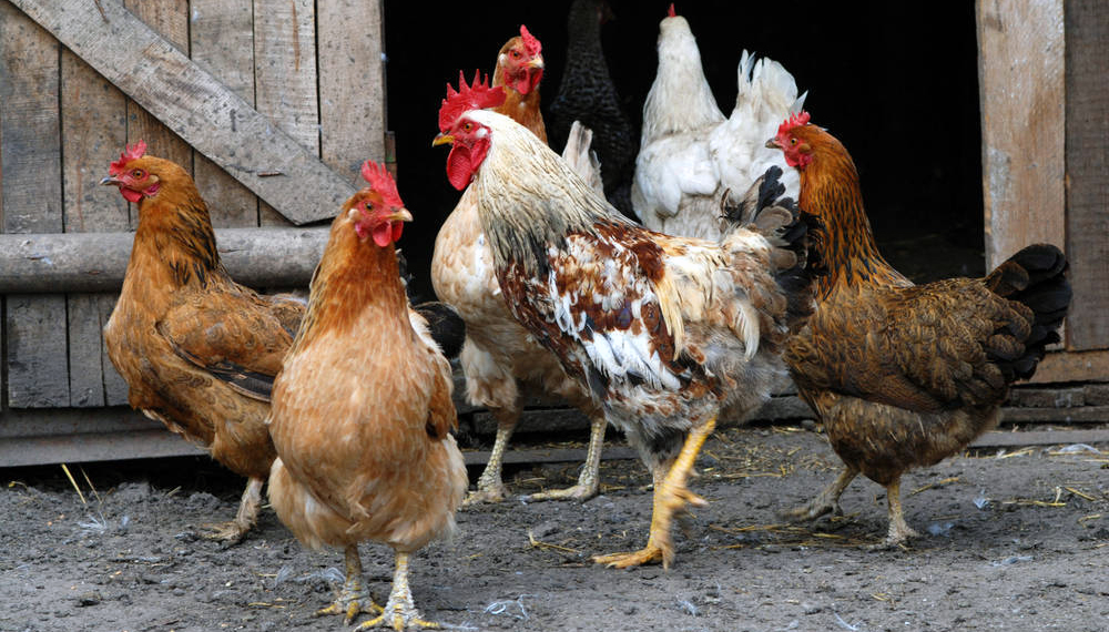 beneficios de tener una gallina de mascota