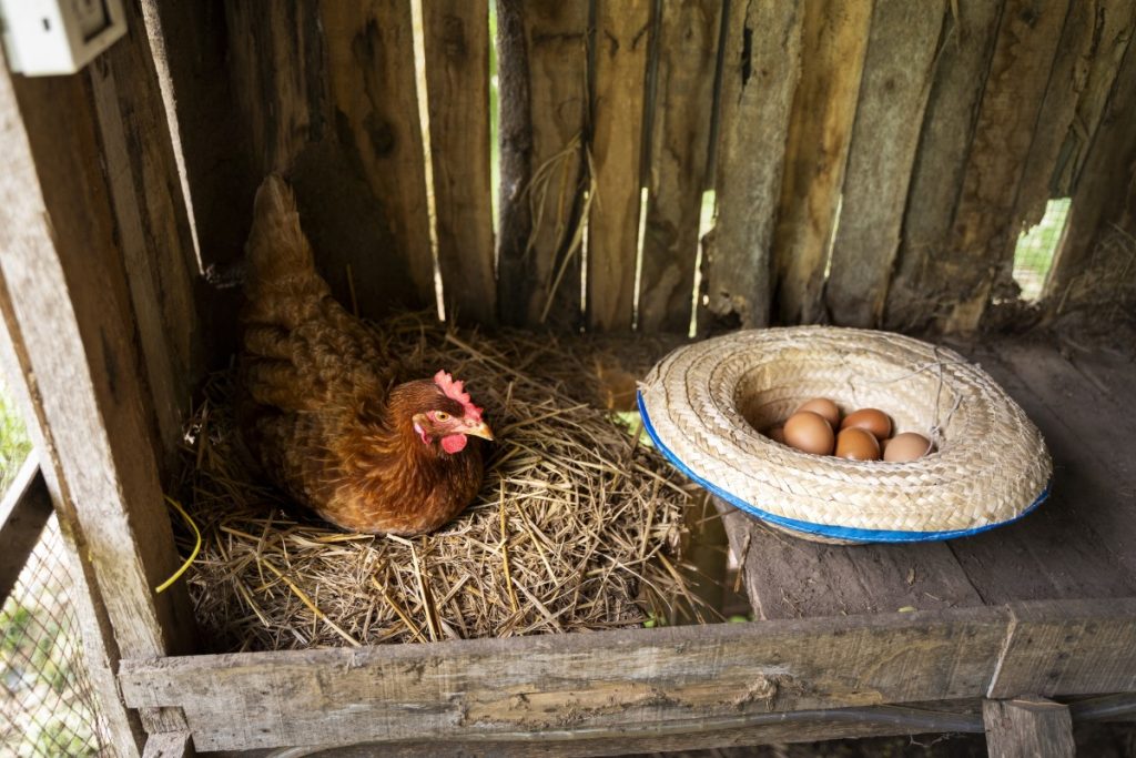 ventajas de tener una gallina de mascota