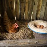 ventajas de tener una gallina de mascota