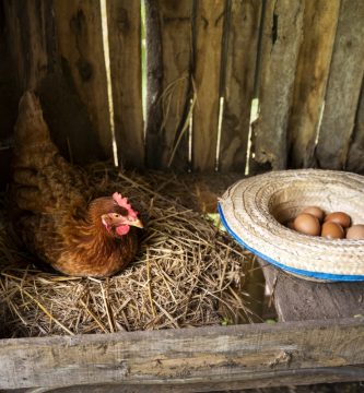 ventajas de tener una gallina de mascota