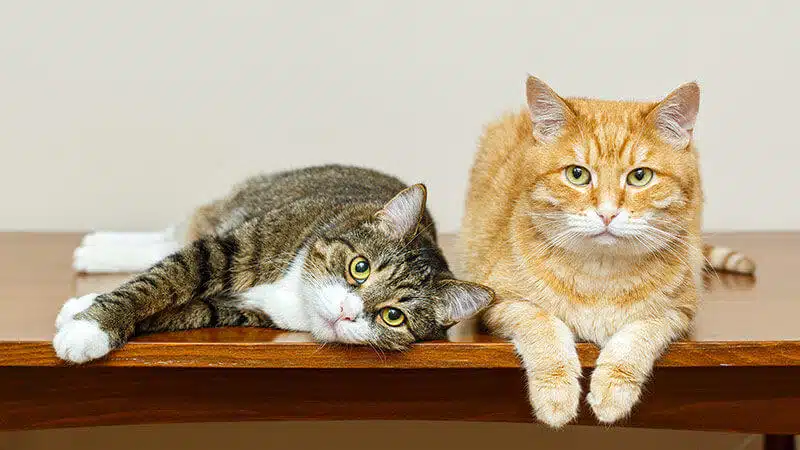 como interpretar señales de tu gato