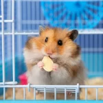 como aliviar el estrés en hamsters
