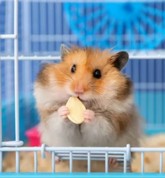 como aliviar el estrés en hamsters