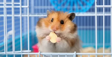 como aliviar el estrés en hamsters