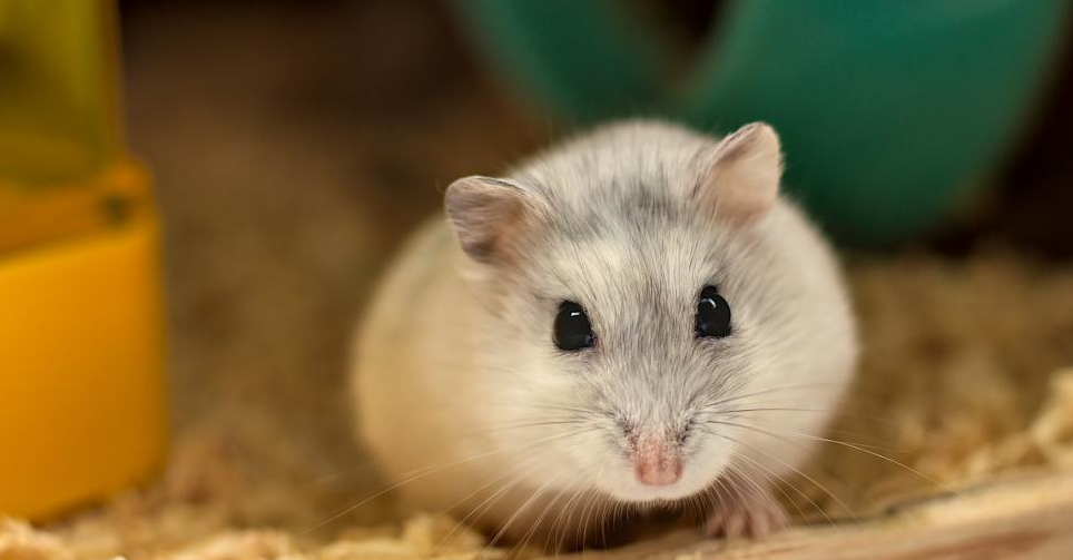 como establecer una rutina para mi hamster