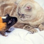 como introducir a otro animal con mi hámster