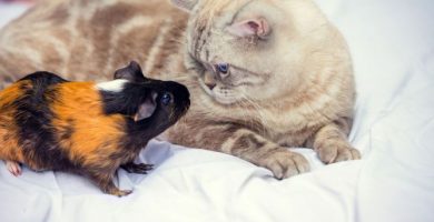 como introducir a otro animal con mi hámster