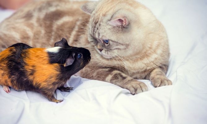 como introducir a otro animal con mi hámster