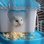 juguetes imprescindibles para hamsters