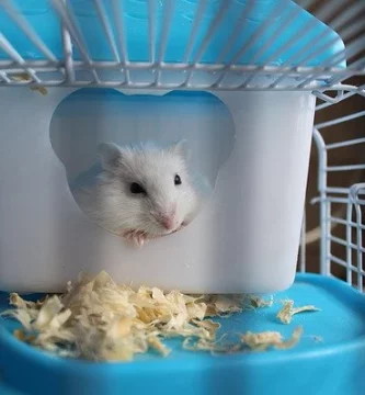 juguetes imprescindibles para hamsters
