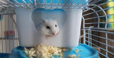 juguetes imprescindibles para hamsters