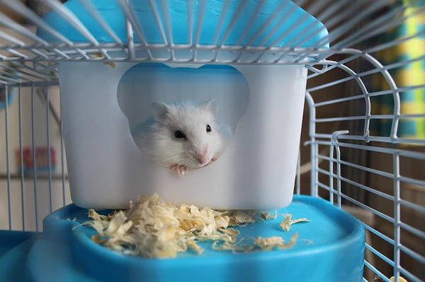 juguetes imprescindibles para hamsters