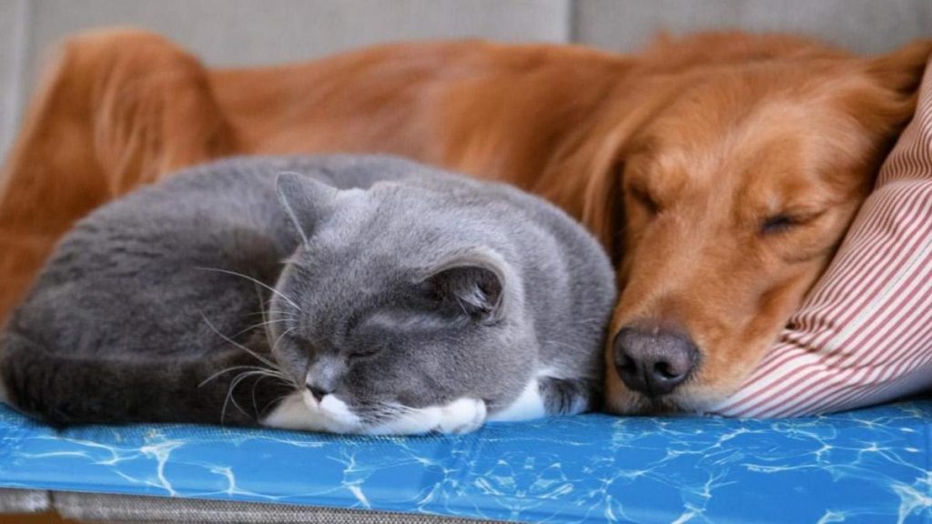 como mantener a tu mascota cómoda en verano e invierno