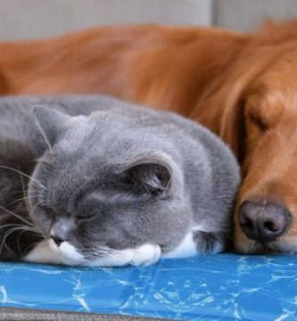 como mantener a tu mascota cómoda en verano e invierno