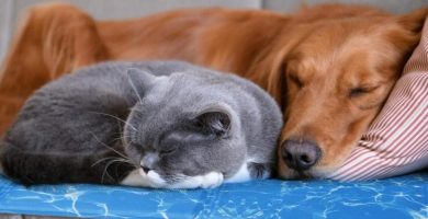 como mantener a tu mascota cómoda en verano e invierno