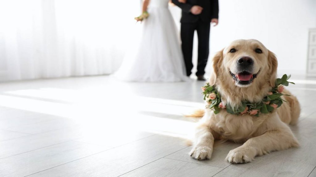 como integrar a mi mascota en boda