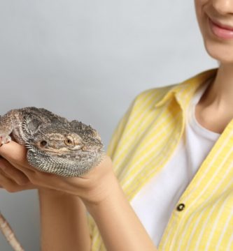 ¿que tengo que saber antes de tener una mascota exótica?