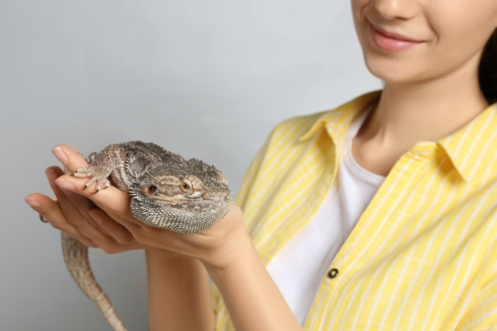 ¿que tengo que saber antes de tener una mascota exótica?