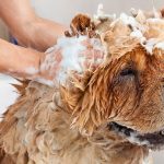Cómo prevenir y tratar pulgas y garrapatas en perros