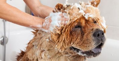Cómo prevenir y tratar pulgas y garrapatas en perros