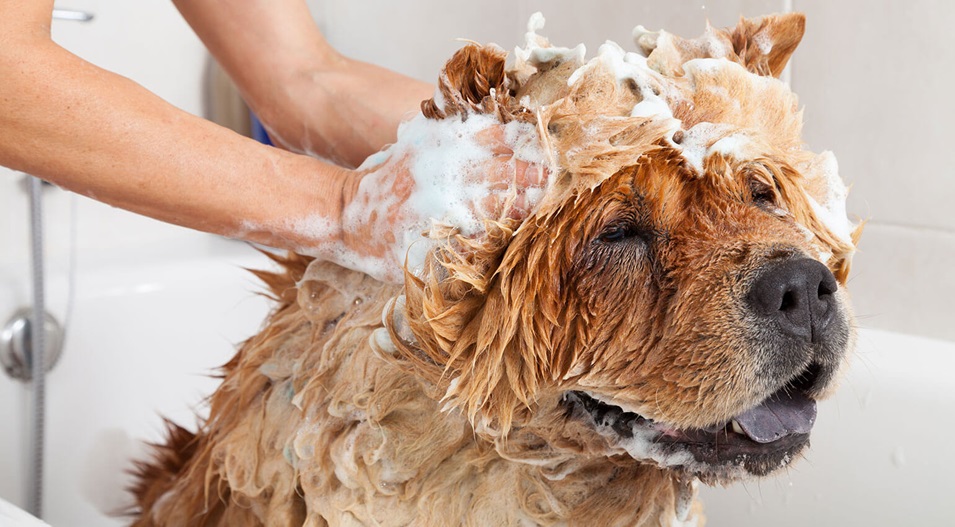 Cómo prevenir y tratar pulgas y garrapatas en perros