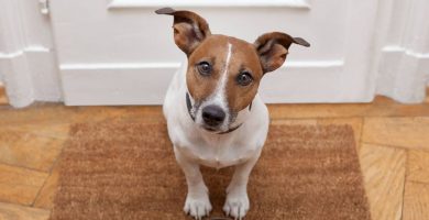 Cómo evitar que tu mascota sufra de ansiedad por ruido