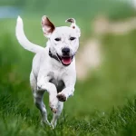 como mantener a mi perro activo y en forma