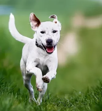 como mantener a mi perro activo y en forma