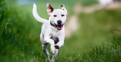 como mantener a mi perro activo y en forma