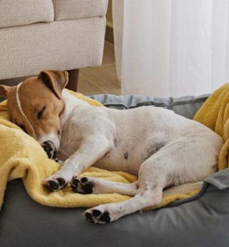 como tener un perro tranquilo