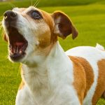 que hacer si mi perro aulla