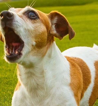 que hacer si mi perro aulla